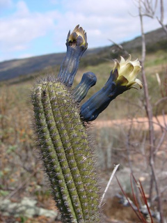Cipocereus minensis - wikipedia.jpg