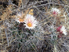 Coryphantha clavata ssp. stipitata 1.jpeg
