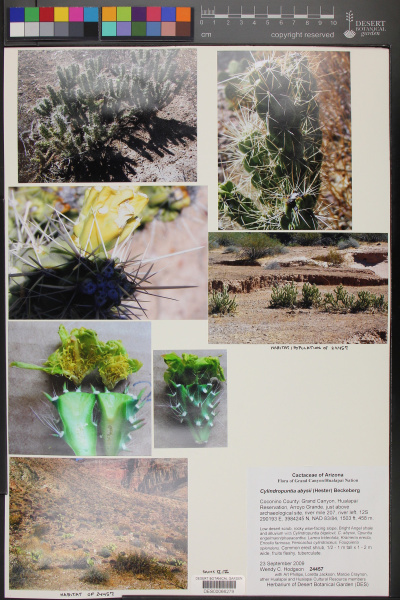 Файл:Cylindropuntia abysii 1.jpg