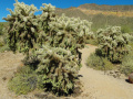 Cylindropuntia fulgida 2.JPG