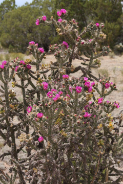 Cylindropuntia imbricata 5.jpg