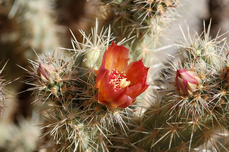 Файл:Cylindropuntia wolfii 0.jpg