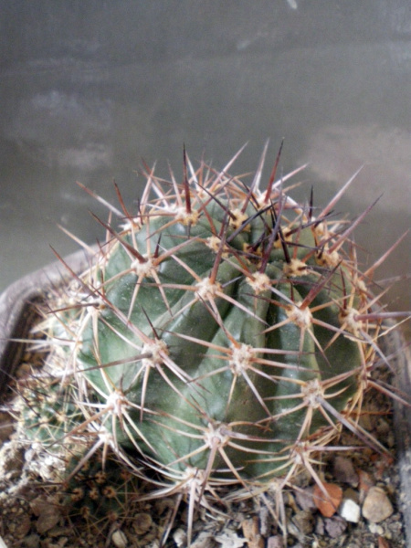 Файл:Echinopsis aurea ssp. aurea 4.jpg