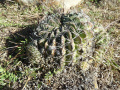 Echinopsis obrepanda 3.JPG