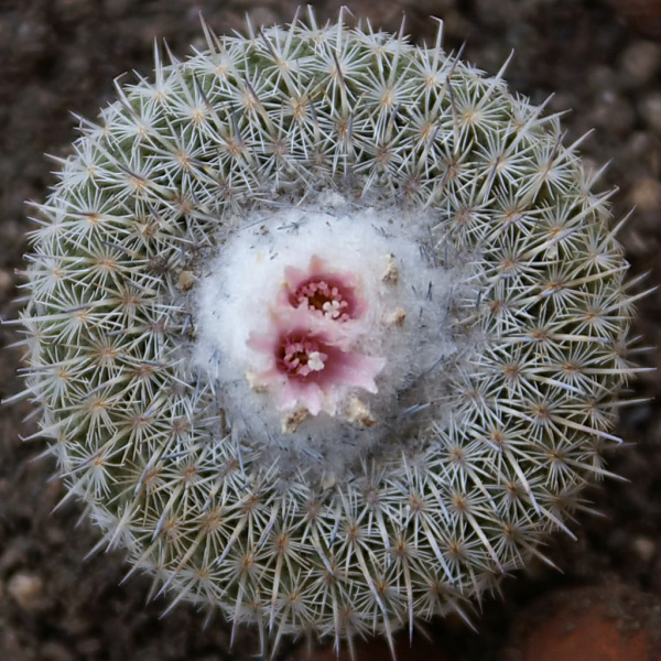 Файл:Epithel. micromeris ssp. unguispina Maks.jpg