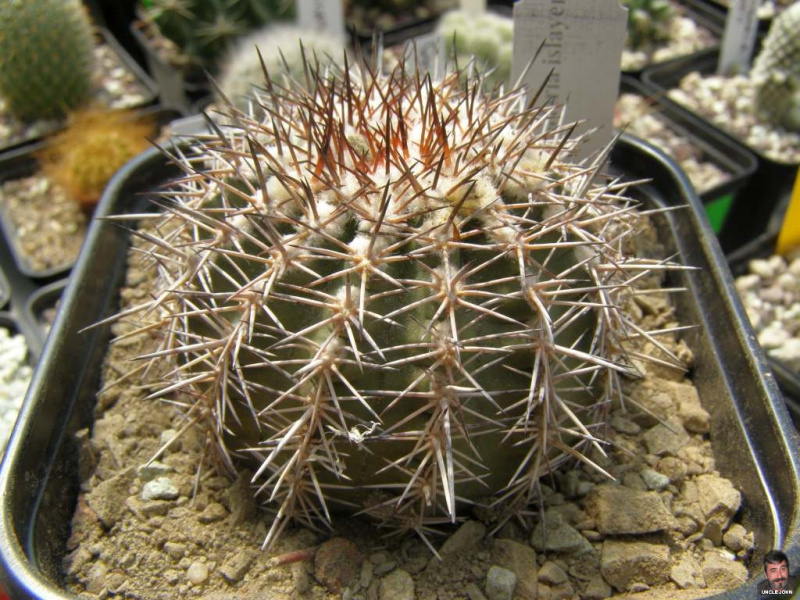 Файл:Eriosyce islayensis.jpg