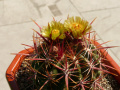 Ferocactus viridescens