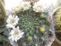 Gymnocalycium saglionis.jpg