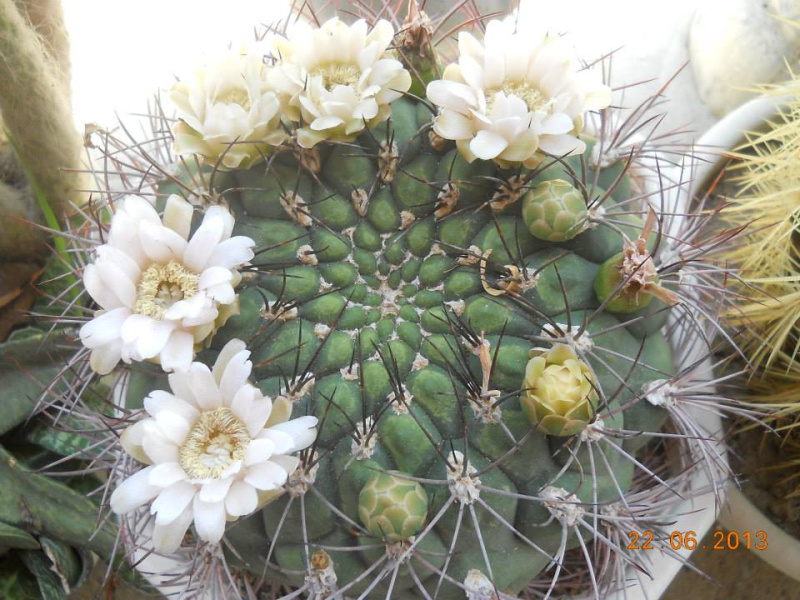 Файл:Gymnocalycium saglionis.jpg