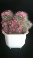 Mammillaria bocasana 1.jpg