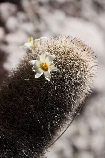 Файл:Mammillaria estebanensis 2h.jpg