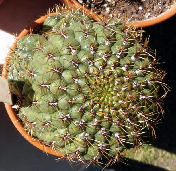 Файл:Matucana aureiflora 4.JPG