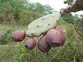 Opuntia ficus-indica