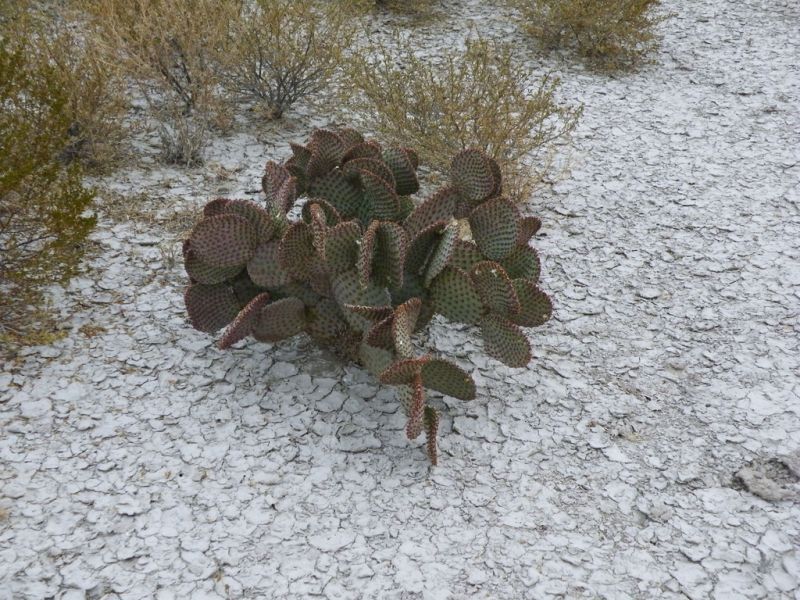 Файл:Opuntia rufida 5.jpg