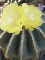 Parodia magnifica 3.jpg
