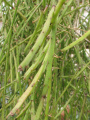 Rhipsalis ewaldiana