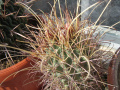 Sclerocactus uncinatus ssp. wrightii