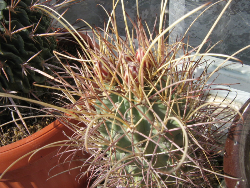 Файл:Sclerocactus uncinatus ssp. wrightii 7.jpg