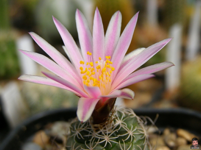 Файл:Turbinicarpus-pseudomacrochele.jpg