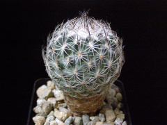 Turbinicarpus beguinii ssp. beguinii JS 39.jpg