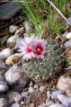 Turbinicarpus saueri ssp. saueri 'gonzalezii' GM814