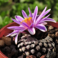 Turbinicarpus valdezianus 2.jpg