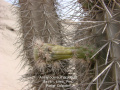 Armatocereus procerus 3.jpg