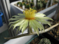 Astrophytum caput-medusae 1.jpg