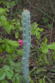 Cereus phatnospermus 3.jpg