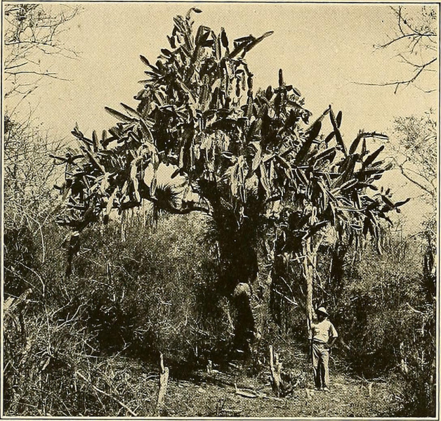 Файл:Dendrocereus nudiflorus 1.jpg