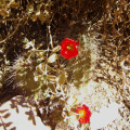 Echinocereus arizonicus 6.JPG