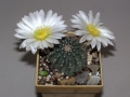 Echinocereus pulchellus ssp. sharpii