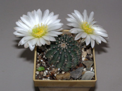 Echinocereus pulchellus ssp. sharpii.jpg