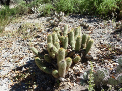 Echinopsis huascha ssp. robusta.JPG