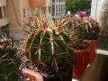 Ferocactus histrix 4.jpg