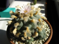 Lophophora williamsii