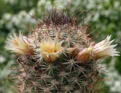 Mammillaria armillata 0.jpg