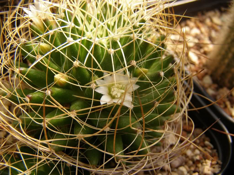Файл:Mammillaria camptotricha 1.jpg