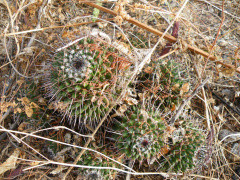 Mammillaria polyedra 1h.jpg