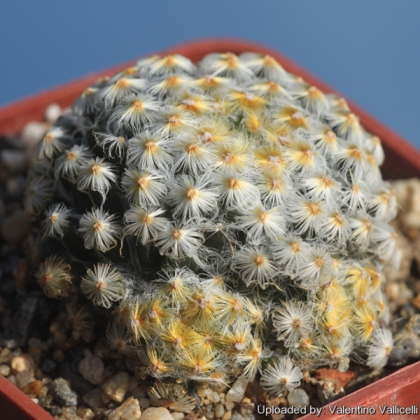 Файл:Mammillaria schiedeana ssp. schiedeana 2.jpg