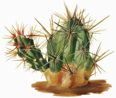 Opuntia ignescens W.-Com.jpg