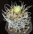 Pediocactus peeblesianus ssp. peeblesianus