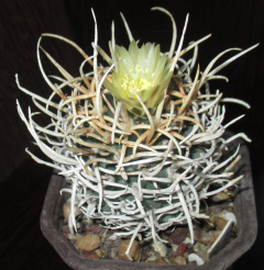 Pediocactus peeblesianus ssp. peeblesianus 2.jpg