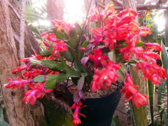 Schlumbergera truncata 79.JPG
