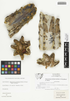 Stenocereus eichlamii 0.jpg