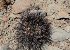 Echinocereus lindsayi wild.jpg