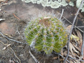 Echinopsis calochlora 2.JPG