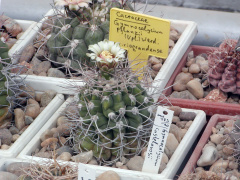 Gymnocalycium castellanosii ssp. castelanosii 2.jpg