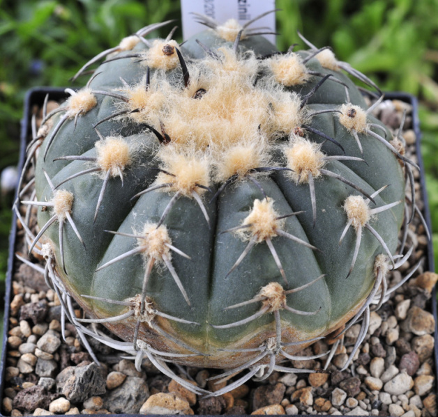 Файл:Gymnocalycium spegazzinii ssp. spegazzinii 1.jpg