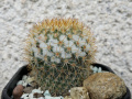 Mammillaria columbiana